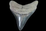 Serrated, Fossil Megalodon Tooth - Georgia #88666-1